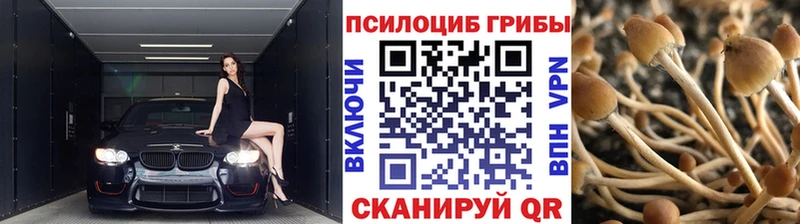 Псилоцибиновые грибы Cubensis  Чайковский 